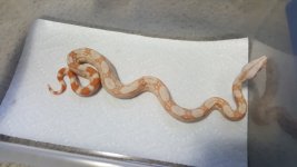 Albino het Anery 4.jpg
