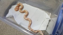 Albino het Anery 5.jpg