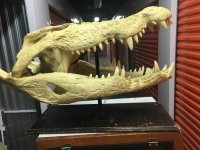 SKULL.JPG