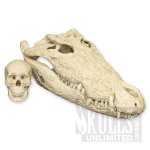 category5_species_2865_large_2.jpg