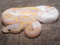 CG_Pied_PH_Hyp_M1_2.jpg