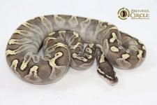 15LesserGHIM1-355g.jpg