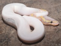 CG_Pied_PH_Hyp_M2_1.jpg