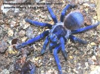Pterinopelma sazimai Brazil blue violet for Paul.jpg