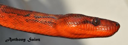 DSC_0340.JPG
