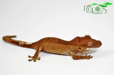 Crested Baby (2).jpg