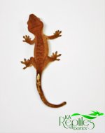 Crested Baby (1).jpg
