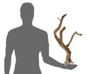 Mw1size.jpg