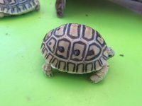 Rosie babies 2.jpg
