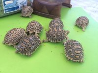 Rosie babies 3.jpg