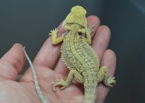DSC_1425.jpg