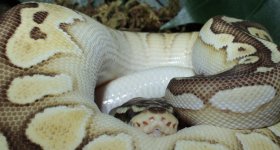 Pastel Lesser 3-26-16 (8) copy.jpg