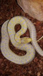 Albino Northern Garter.jpg