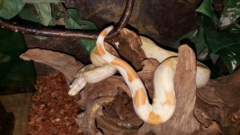 Albino Boa.jpg