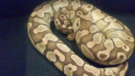 thumbnail_20160428_201956.jpg