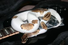 Pied Ball Gibson SG 04.jpg