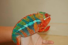 IMG_6961.jpg