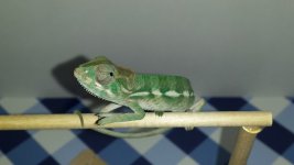 Shiny's baby 11-1-2015.jpg