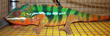 Shiny - Color by Number Critters.jpg