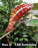 Wilma's sire Max - Chameleon Company.jpg