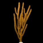 Eco-Gorg Orange Spiny.jpg