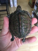 giantleaf1.jpg