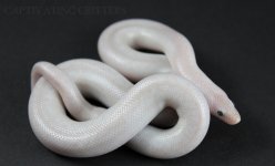 snakey3.jpg