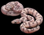 fire_scaleless.jpg