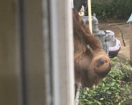 sloth.jpg