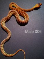 M006.JPG
