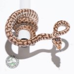 carm zebra jag het albino female.jpg