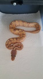 male pastel banana.jpg