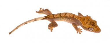 8b.jpg