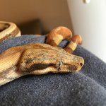 hypo-hog-3.jpg