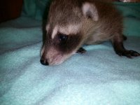 standardmaleracoon.jpg