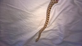 WP_20160211_17_48_01_Pro.jpg