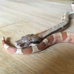 hypo-hog-5.jpg