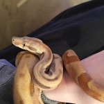 hypo-hog-6.jpg