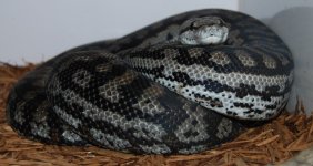 DSC_1235.jpg