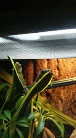 daygeckolabel.jpg