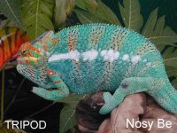 Boris' sire - Tripod Chameleon Company.jpg