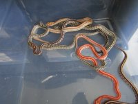 IMG_0460.jpg