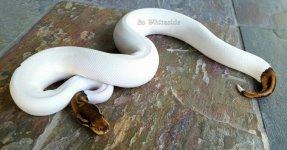 bp pied high white.jpg