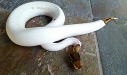 black pastel pied high white  2.jpg