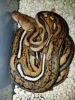 20160808_225236.jpg