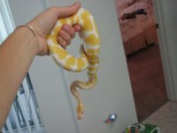 Albino  1.jpg