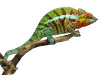 Ambanja Male #2 - Canvas Chameleons (1) Small.jpg Ambanja Male #2 - Canvas Chameleons (1) Small.jpg