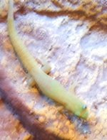 gold dust for fauna.jpg