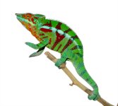 Ambanja Male #5 - Canvas Chameleons (1) Small.jpg