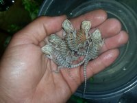 20160808_062556.jpg